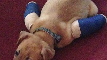 Песик у гіпсі / © Tim_Allen_4LYFE