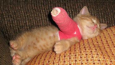 Кошеня у гіпсі / © boredpanda.com