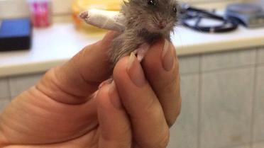 Хом'як у гіпсі / © boredpanda.com