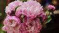 Как продлить жизнь пионов в весе