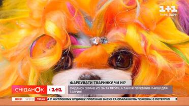 Креативный груминг: безопасно ли окрашивание собак