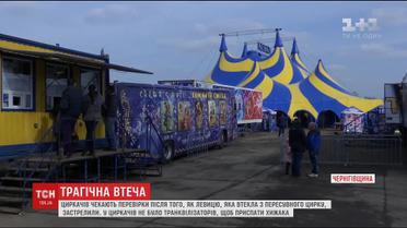 Після втечі лева у Прилуках на цирк "Кобзов" чекають перевірки