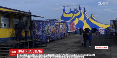 Після втечі лева у Прилуках на цирк "Кобзов" чекають перевірки