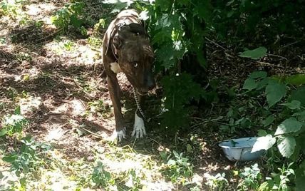 Привязали к дереву и оставили в парке: в Киеве спасли истощенную бойцовскую собаку