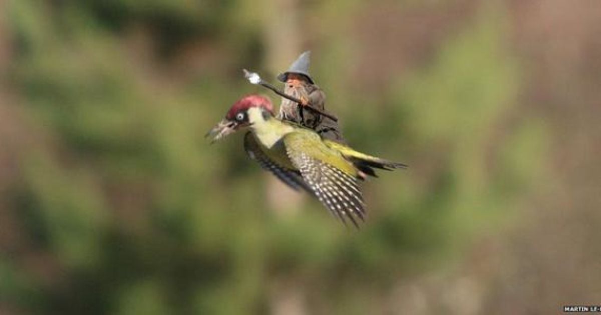 Фотограф Мартин Лемэй сделал замечательное фото ласки верхом на дятлі, а Интернет сразу отреагировал / © afp.com