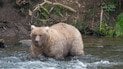 Тело "съели медведи": в живописном месте в горах произошла трагедия