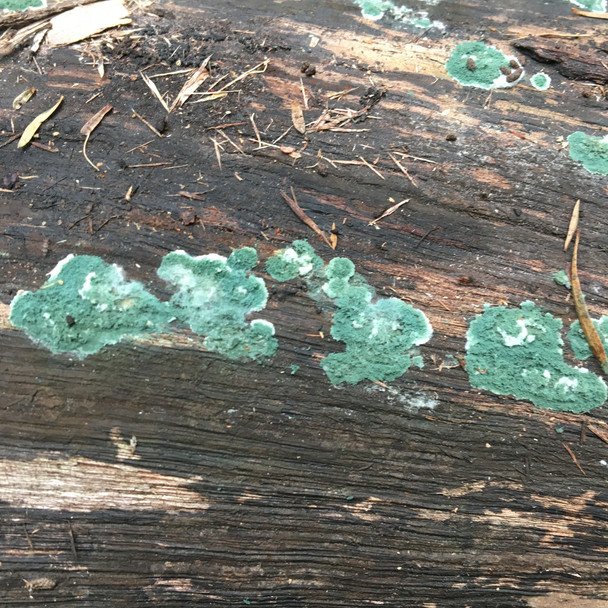 Триходерма у лісі