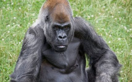 Заболел после смерти подруги: в американском зоопарке умер самый старый в мире самец гориллы Оззи