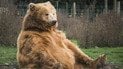 Що робити, якщо бачите ведмедя