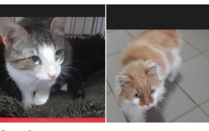 Животных могут усыпить: в Харькове волонтеры просят спасти двух котиков (фото)