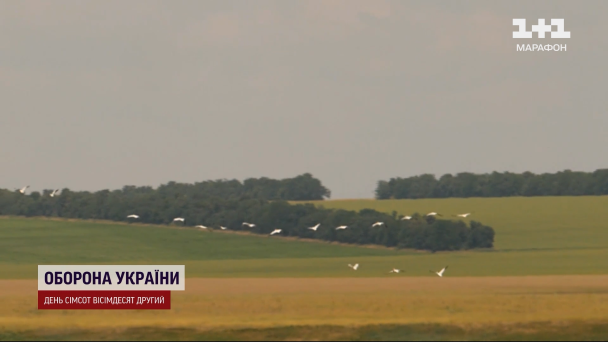 Птахи