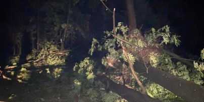 На Ивано-Франковск обрушился мощный ураган: непогода снесла крышу и повалила деревья в городе