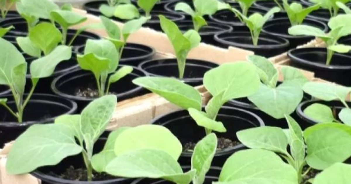 Як сіяти баклажани