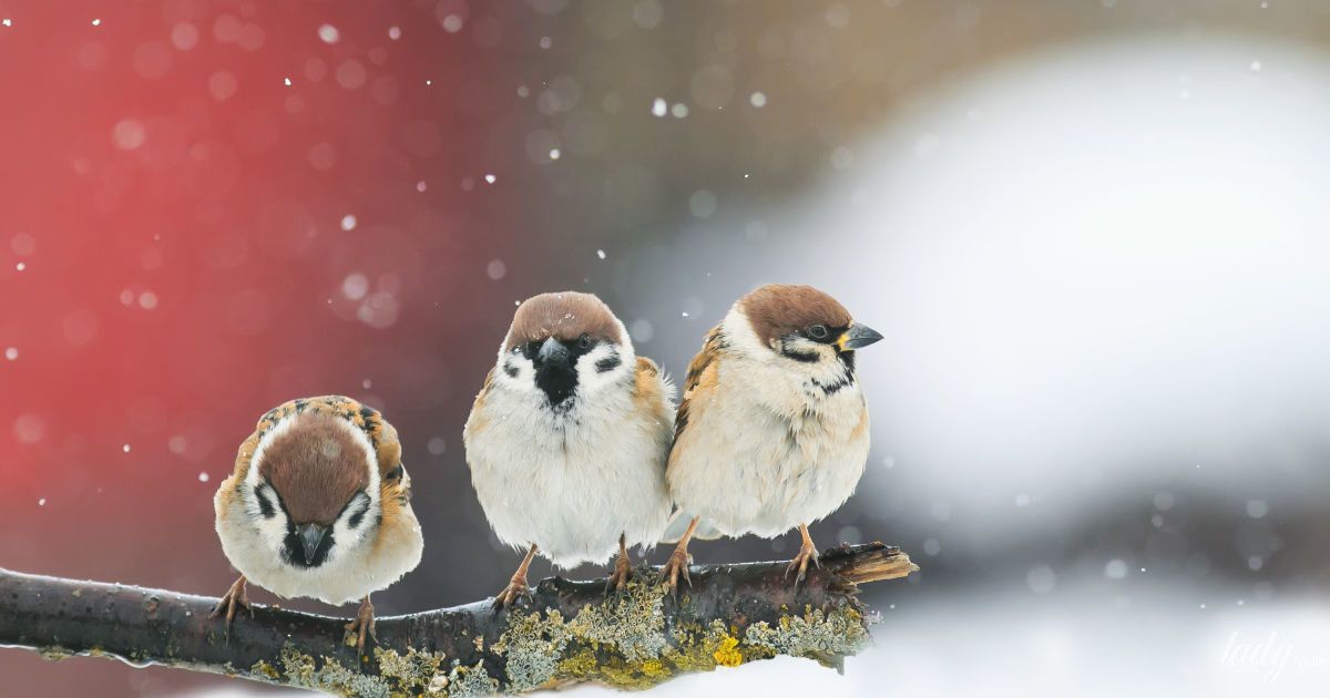 Гороскоп на 3 декабря