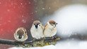 День созерцания: гороскоп на, 2 декабря