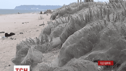 Нашестя павуків налякало відпочивальників на Одещині