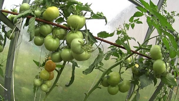 Як захистити помідори від фітофтори у літній період