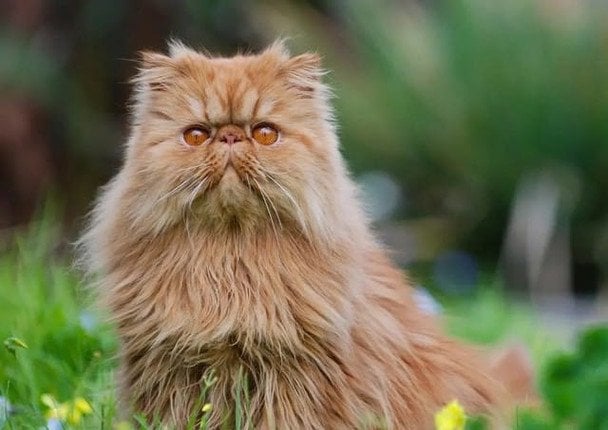 Перська кішка// фото: digirl.com.ua