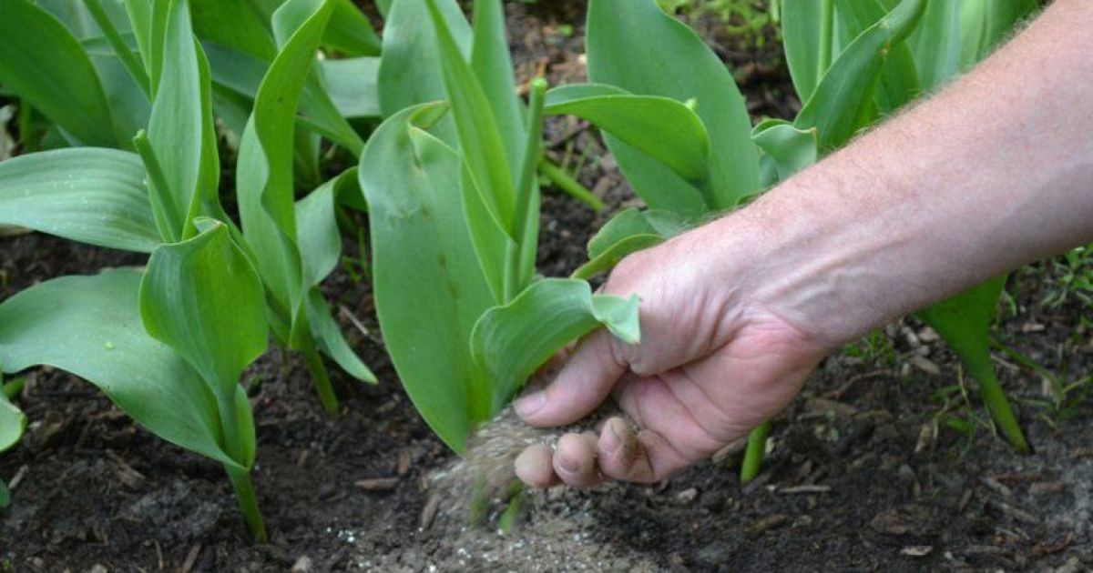 Чому не цвітуть тюльпани