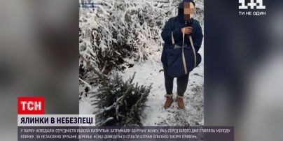 Новости Львова: в центре города 60-летняя женщина спилила молодую елку