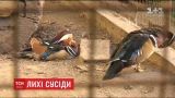 Лихие соседи: мужчина обвиняет "Киевгорстрой" в массовой смерти своих птиц