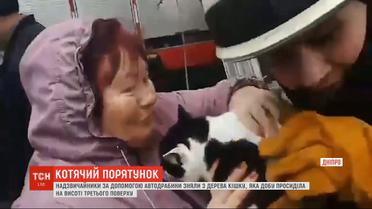 Спасатели в Днепре сняли кошку с высокого дерева