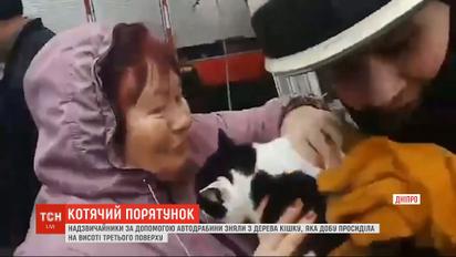 Спасатели в Днепре сняли кошку с высокого дерева