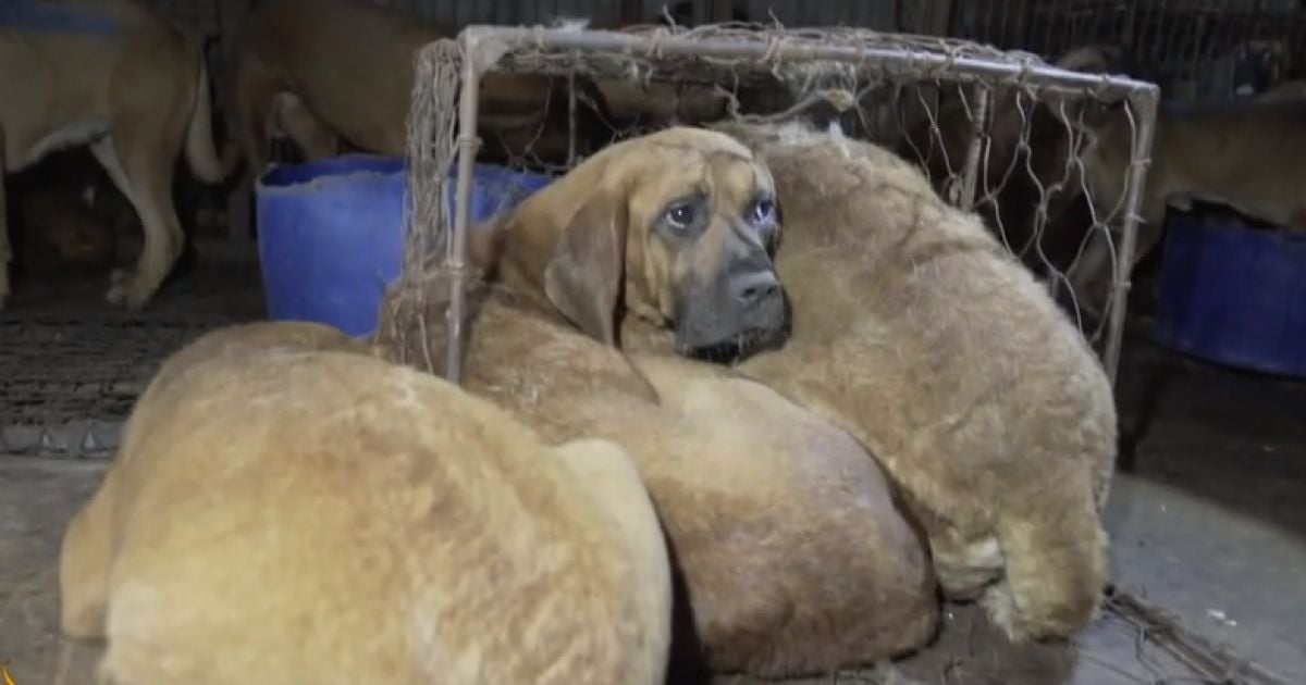 Собаки у Південній Кореї