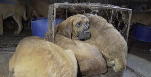 Собаки у Південній Кореї / © Al Jazeera