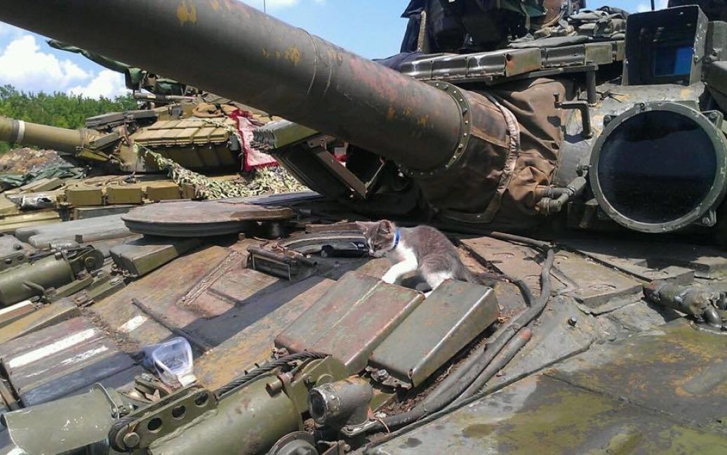Наименьшие боевые побратимы / © facebook.com/theministryofdefence.ua