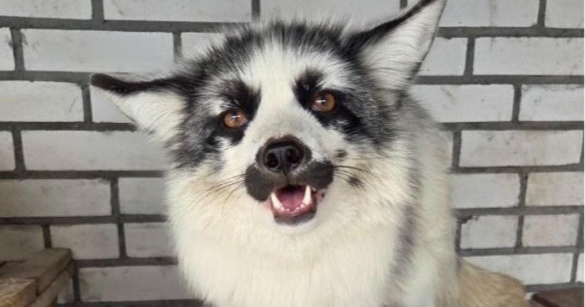 Мраморный лис Хомяк. Фото: Личный архив Ирины Дидур