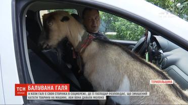 Зірка інстаграму: тернопільська коза Галя катається з господарем на джипі  