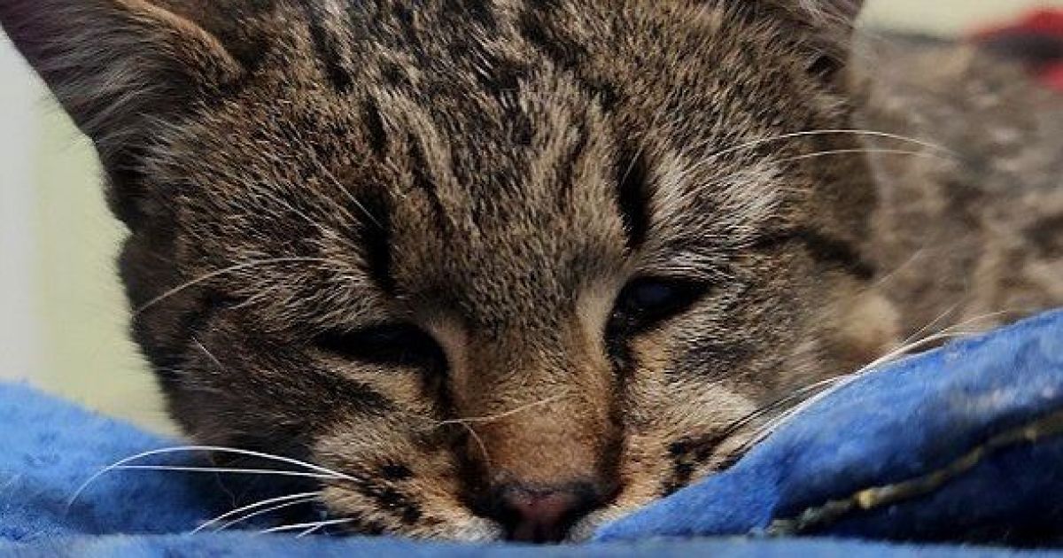 У Києві врятували кота, якого затягнуло під автомобіль