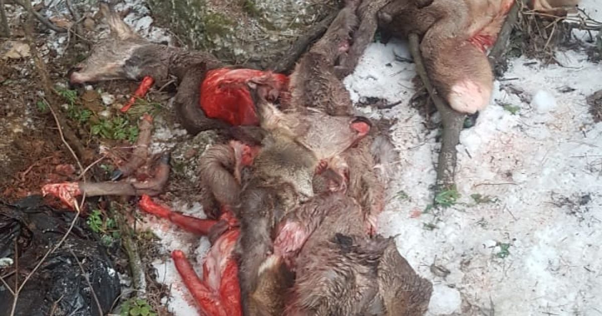 На Киевщине браконьеры жестоко выпотрошили косуль и выкинули потроха возле заправки