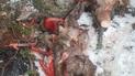 На Київщині браконьєри жорстоко випатрали косуль та викинули тельбухи біля заправки