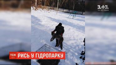 Екологи зловили поранену рись, яка розгулювала гідропарком у Житомирі