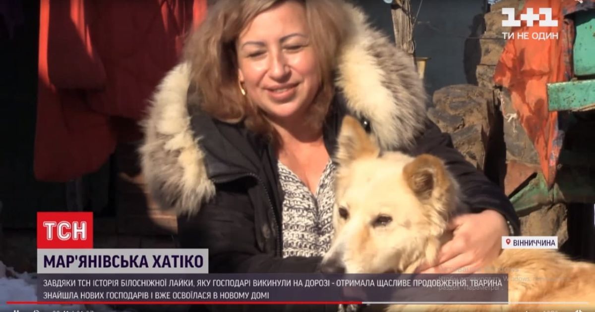 "Выбросили прямо на дороге": как сложилась судьба Марьяновского Хатико в Винницкой области