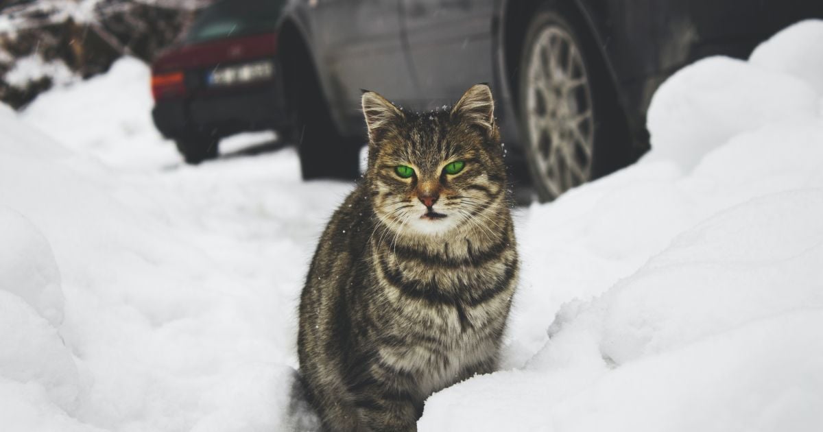 Какой сегодня праздник 14 декабря