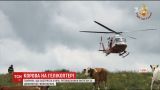 Італійським рятувальникам довелося використати гелікоптер, аби витягти корову з яру