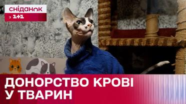 Донорство крові у тварин: як відбувається процедура і як тварині стати донором