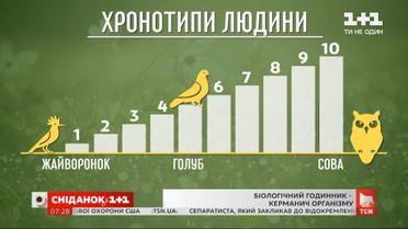 "Совы" или "жаворонки": как работают биоритмы в живых организмах и что такое "биологические часы"
