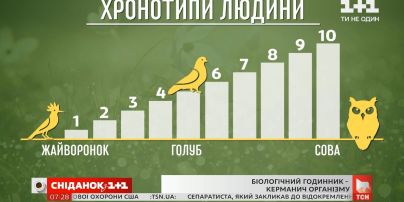 "Совы" или "жаворонки": как работают биоритмы в живых организмах и что такое "биологические часы"