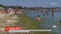 В Одесі зацвіло море: вода стала брудно-зеленого кольору