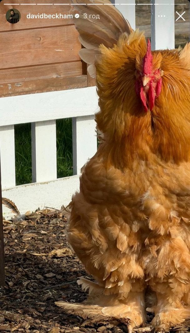 Куры Дэвида Бекхэма / © Instagram Дэвида Бекхэма