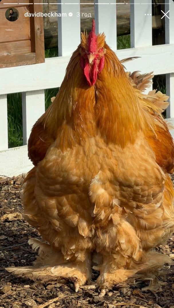 Куры Дэвида Бекхэма / © Instagram Дэвида Бекхэма