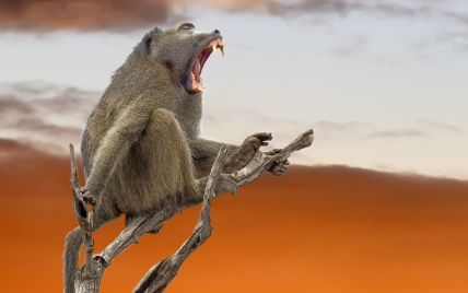 У сафарі-парку в Англії озброєні до зубів бабуїни нападають на відвідувачів