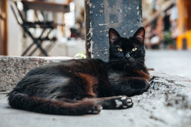 17 августа Международный день черного кота / © pexels.com