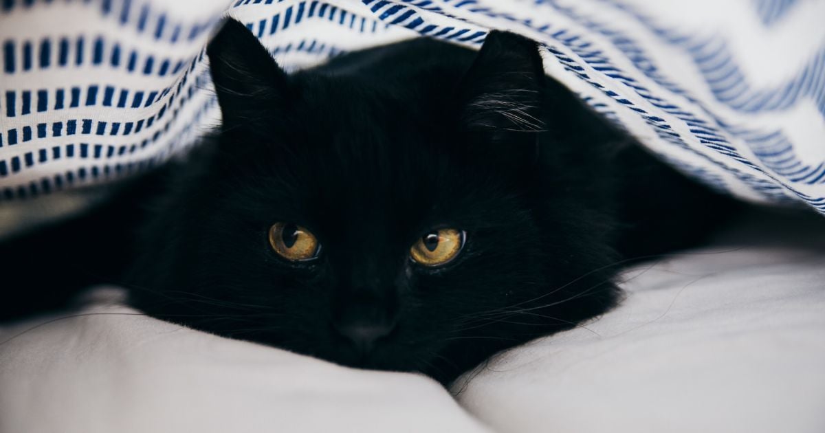 Тест-малюнок Фото: unsplash