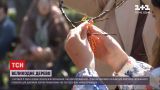 Новости Украины: в центре Одессы украсили пасхальное дерево для благотворительности