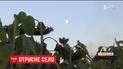 Отравленное село. На Тернопольщине люди массово обратились к медикам после орошения полей